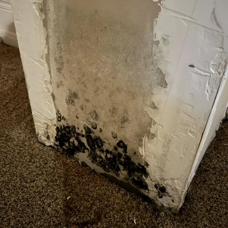Professional Mold Removal in Middleborough, MA